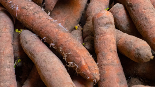 « Halwa » de carottes