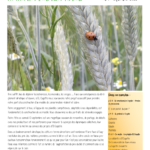El&rsquo;Gazette n°4