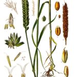 Atelier Alimentation-Santé