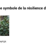 Article dans la Voix du Nord de dimanche 7 janvier 2024